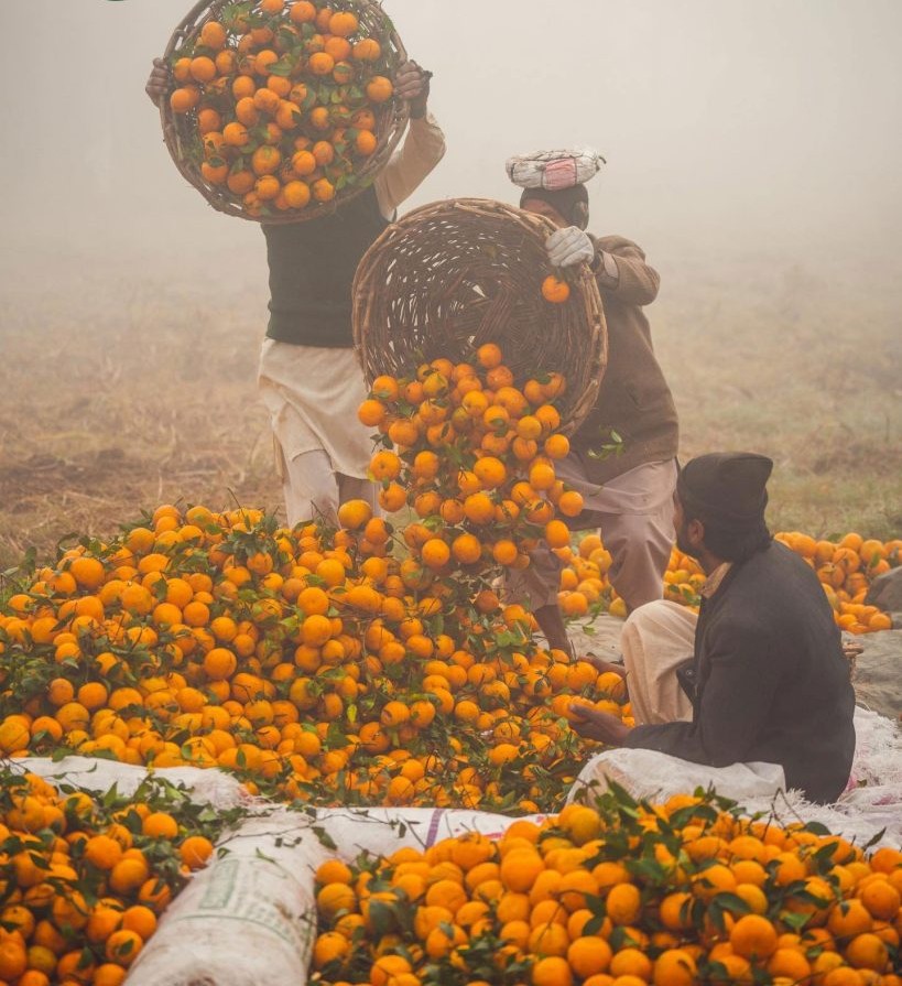 Kinnow harvest in the winter fog at Bhalwal, Sargodha