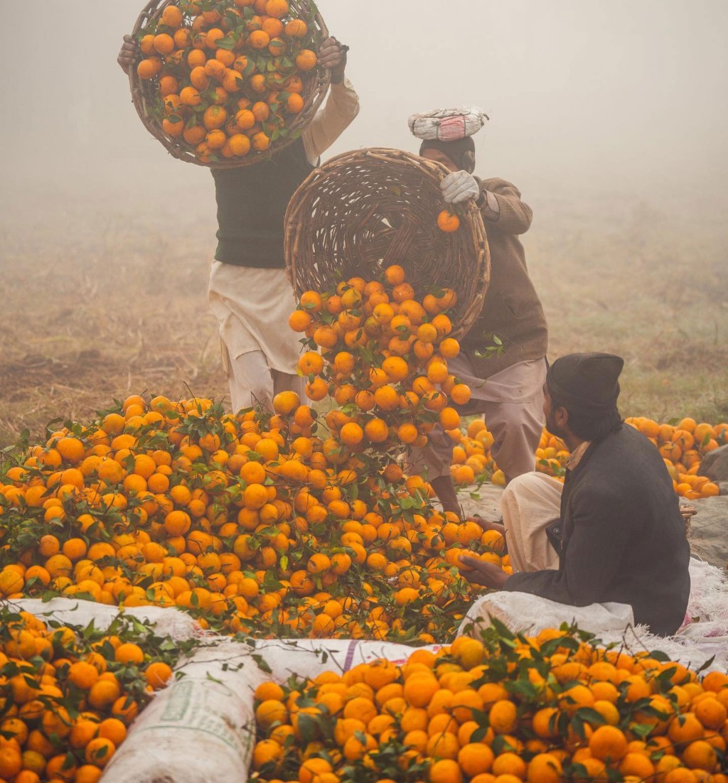 Kinnow harvest at dawn in the Bhalwal orchard
